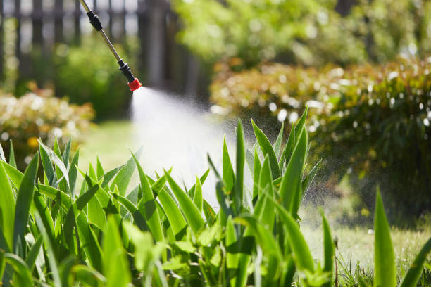 24/7 Emergency Ant Control experts in Mayer, AZ